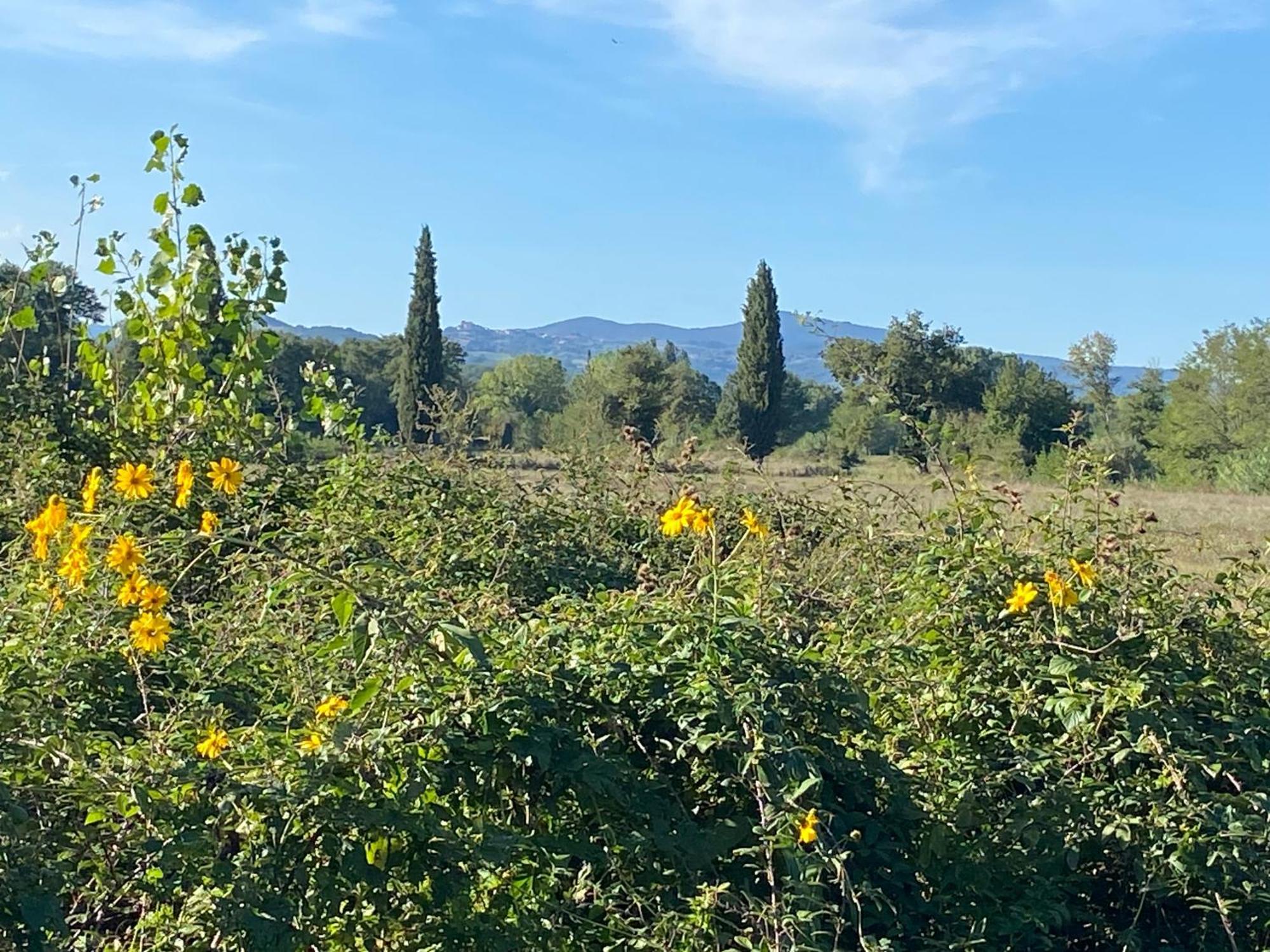 Il Casale Delle Rose Aparthotel Paganico  Exterior foto